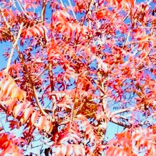 Chinese Pistache Tree Seeds