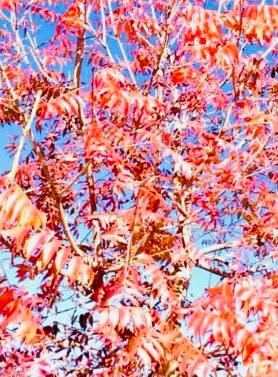 Chinese Pistache Tree Seeds