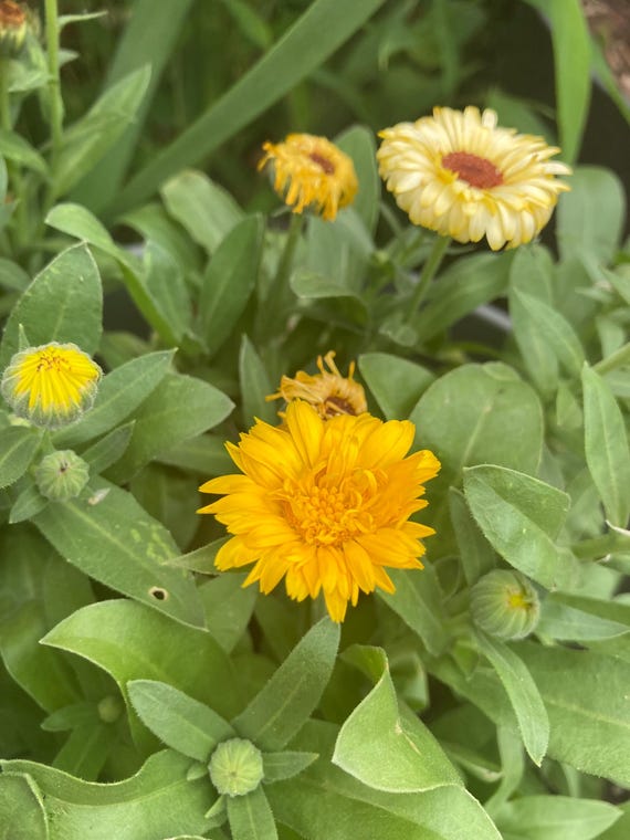 Calendula Seeds
