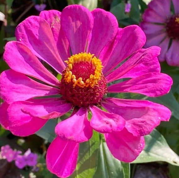 Pink  Zinnia Seeds