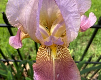 Tall Bearded Iris ( Acacia Rose )