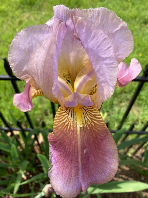 Tall Bearded Iris “ Acacia Rose “ Pre Sale