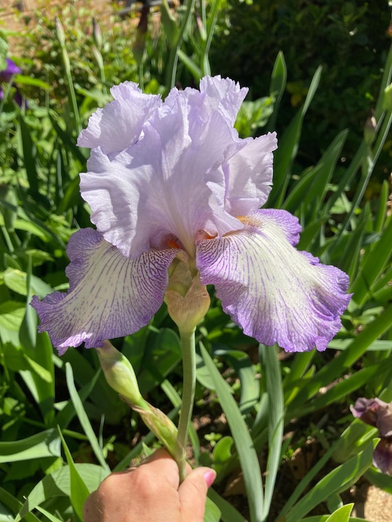 Tall Bearded Iris “ Acoma   “ - Ships Now