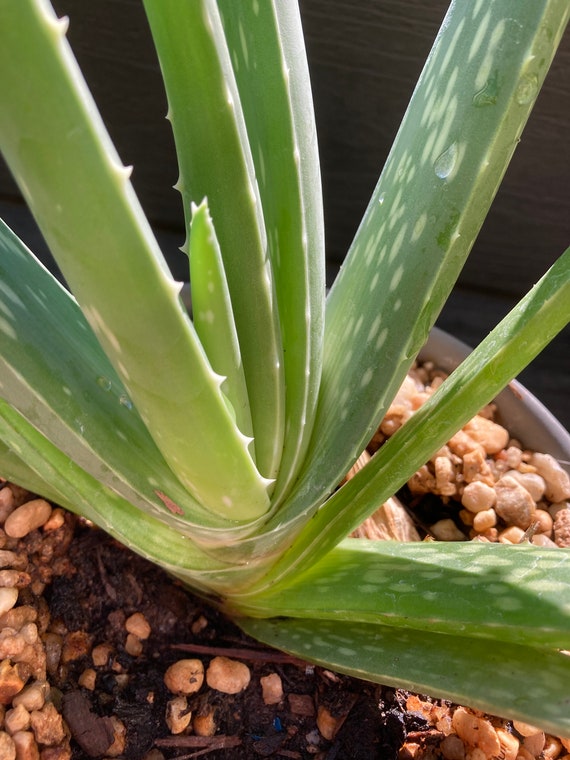 Aloe Vera Plant - Large to Medium Size