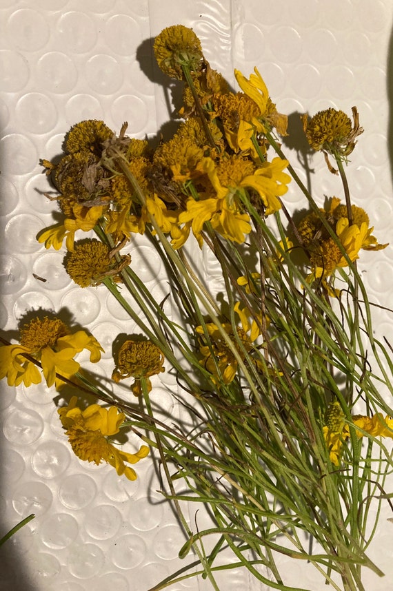 Bitter Sneezeweed Seeds