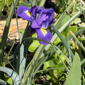 May include: A close-up of a vibrant purple iris flower with yellow accents in the center. The flower is surrounded by long, green leaves and other greenery, creating a natural, garden-like setting. The petals are detailed, showcasing the flower's delicate structure.