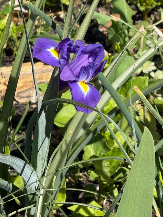 Blue Magic Dutch Iris