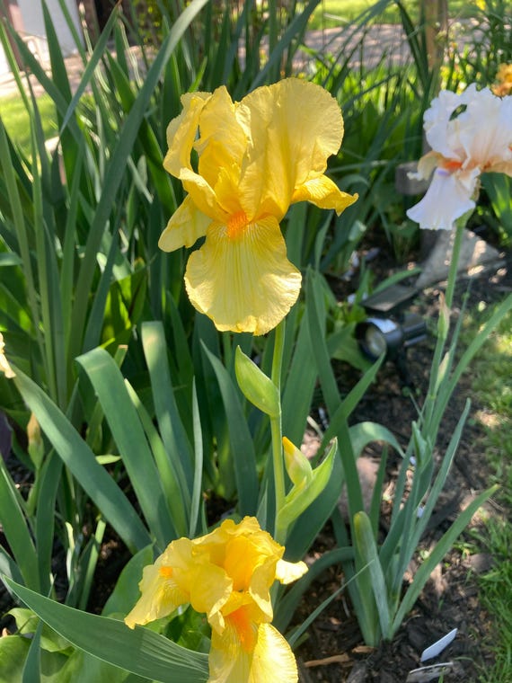 Tall Bearded Iris “ Cloth in Gold ” - Pre Sale