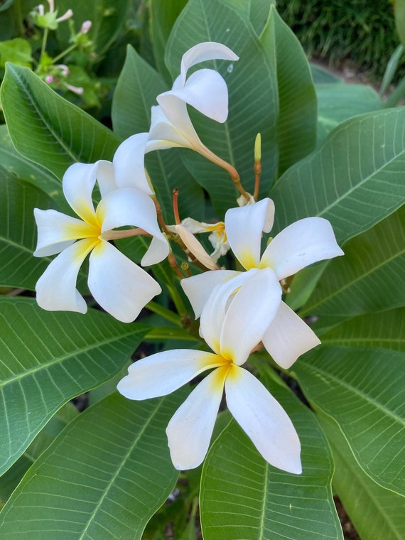 Plumeria Cutting