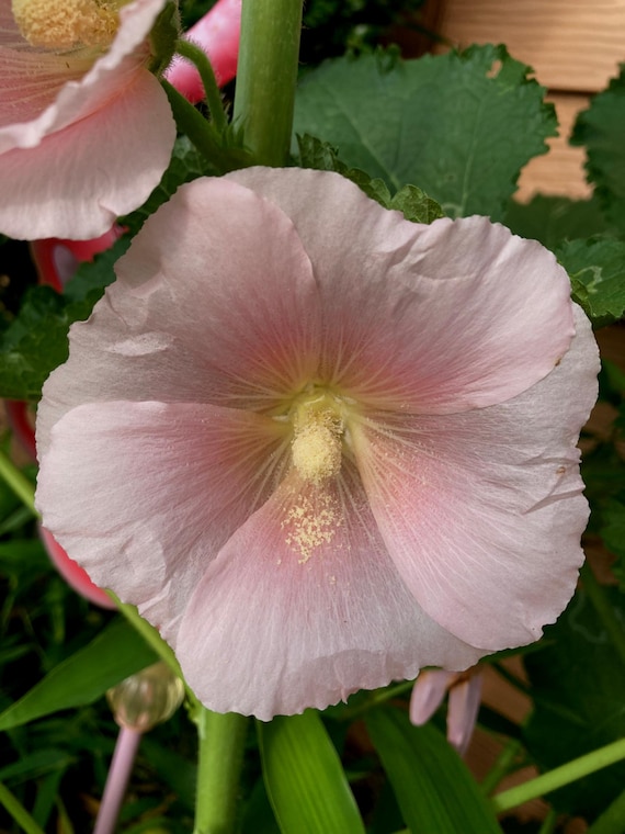 Light Pastel Pink Hollyhock Seeds