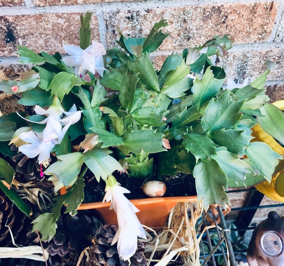 White Thanksgiving Cactus Cuttings