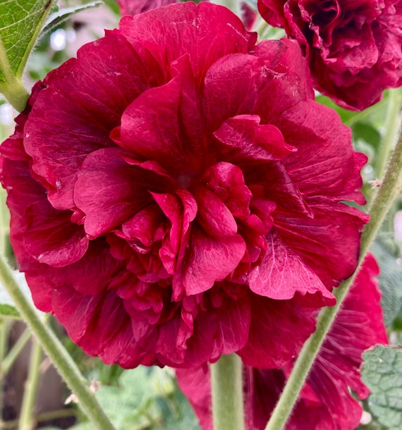 Queeny Hollyhock Seeds