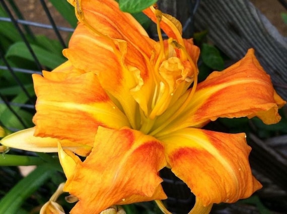 10 Daylily Hemerocallis fulva ‘Kwanso’ plants
