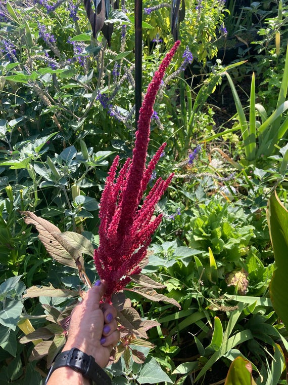 Red Pointy Finger Seeds-Amaranthus