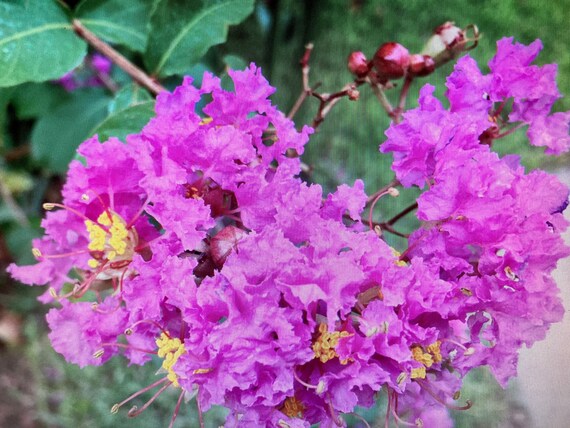 Purple Magic Crapemyrtle Tree