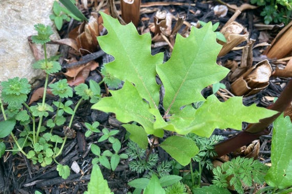 Northern Texas Red Oak Sapling Tree #2