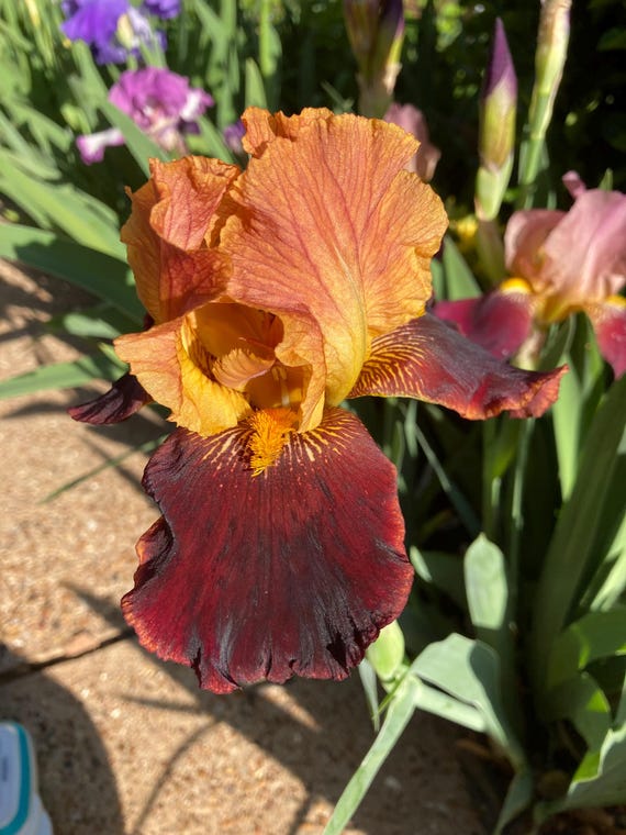 Tall Bearded Iris “ Gentle Dragon “ - Pre Sale