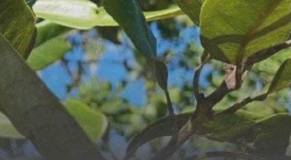 Organic RedBay Seeds for Spicy Soups (6 Fresh Seeds)