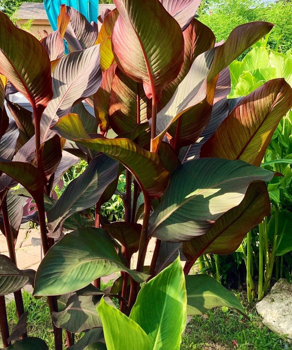 Red Musifolia Giant - Canna Seeds