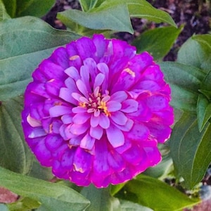 Purple Prince Zinnia Seeds