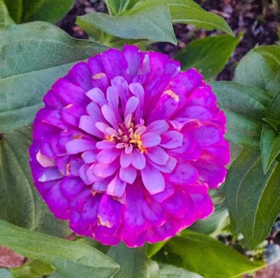 Purple Prince Zinnia Seeds