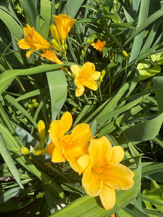 Stella d'Oro Yellow 1 Fan Starter Daylily Plant
