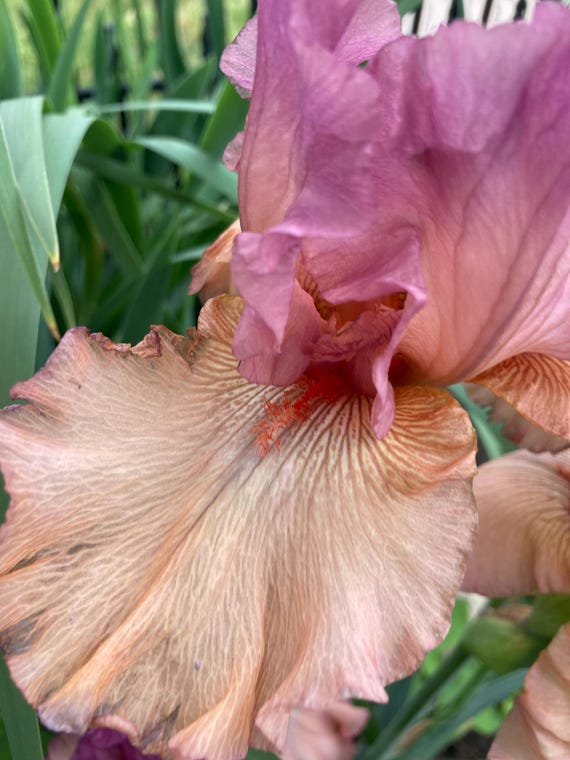 Tall Bearded Iris “ Entitled  “ - Ships Now