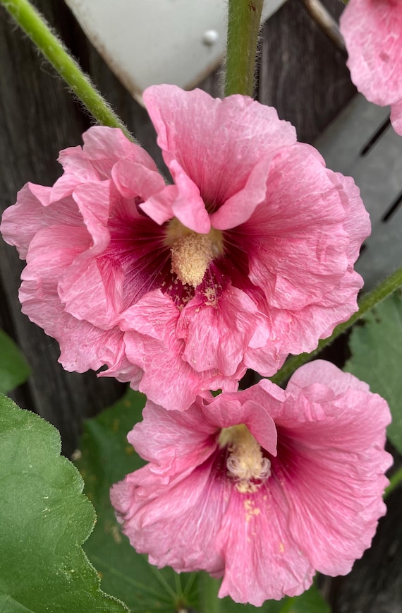 Double Pink Celebrity Hollyhock Seeds