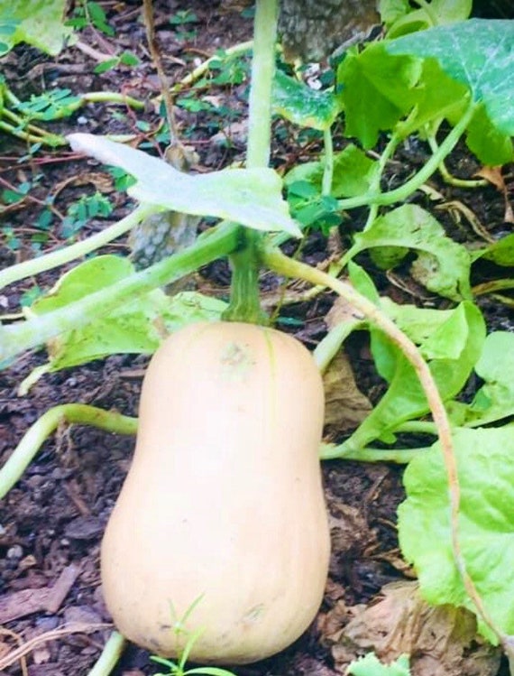 Butternut Squash Seeds