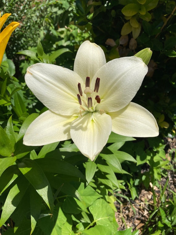 White Siberian Lily