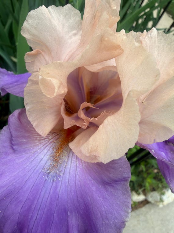 Bearded Iris “Poem of Ecstasy  ”