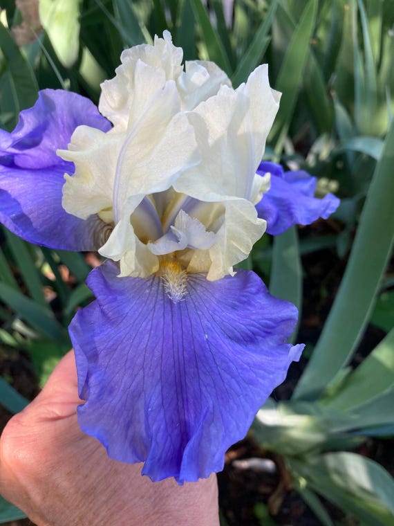 Tall Bearded Iris “  Stairway to Heaven “