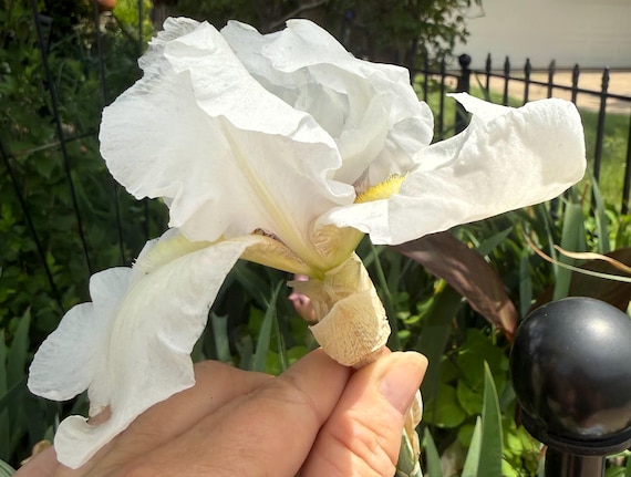 Tall Bearded Iris Immortality