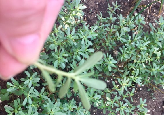 6 Organic Purslane Rooted Plugs