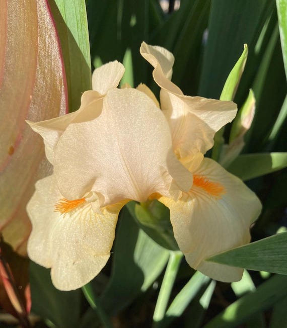 Persimmon Pie Border Bearded Iris