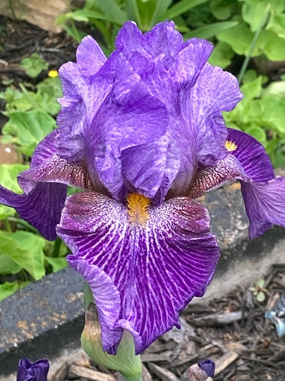 Tall Bearded Iris “ Step Beyond “ - Pre Sale