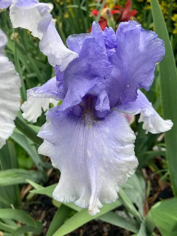 Tall Bearded Iris “ Cascade Springs “- Pre Sale