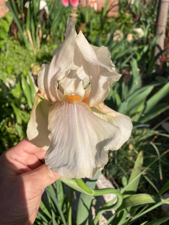 Tall Bearded Iris “ Buffawn “ - Pre Sale