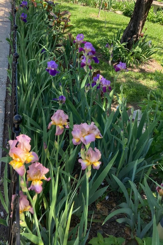 Tall Bearded Iris “ Ninja Warrior ” - Pre Sale