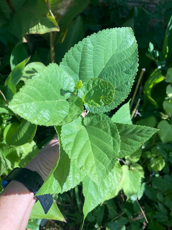 White Mulberry Tree - Smooth Leaf
