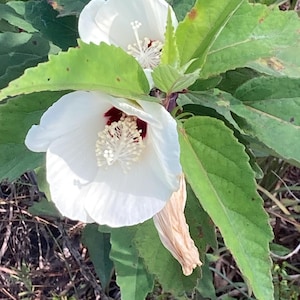 White Swamp Crimsoneyed Rose-Mallow