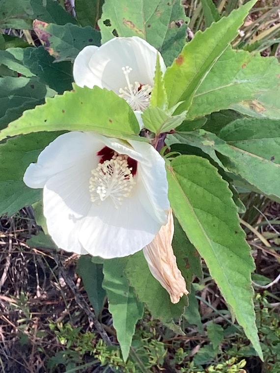 White Swamp Crimsoneyed Rose-Mallow