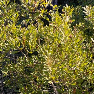 Bayberry Seeds - Southern ( Morella cerifera )