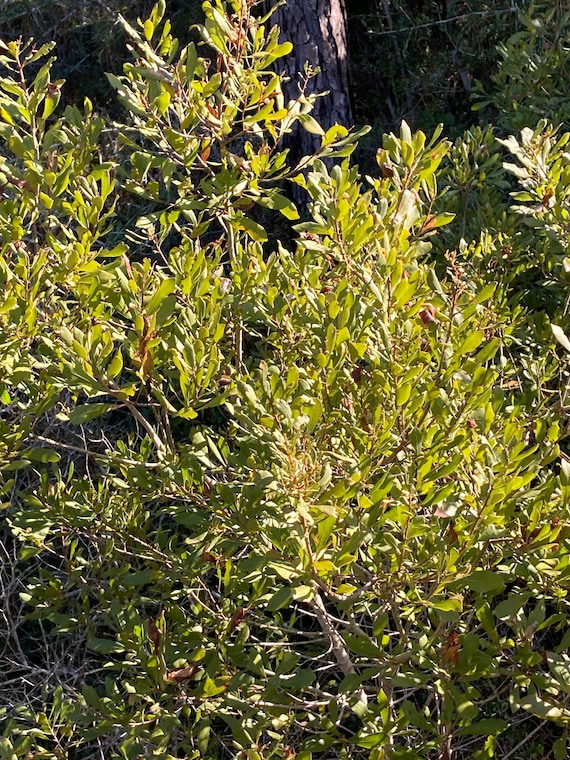 Bayberry Seeds - Southern ( Morella cerifera )