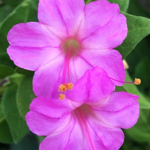 May include: Close-up of two vibrant pink flowers with long, slender pistils and yellow anthers. The petals are a bright magenta hue, with a lighter pink center. Green leaves provide a contrasting background, creating a natural floral display.