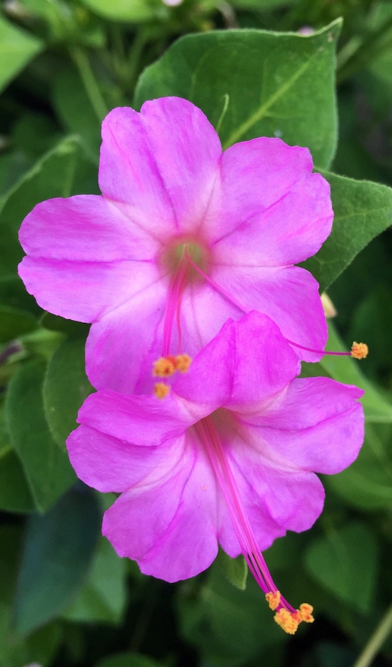 Four O’Clock Plants  (9 Small plants from seeds ) Vary in Size