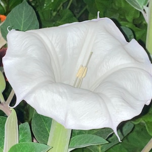 50 Fresh Seeds White Moonflower - Datura Wrightii