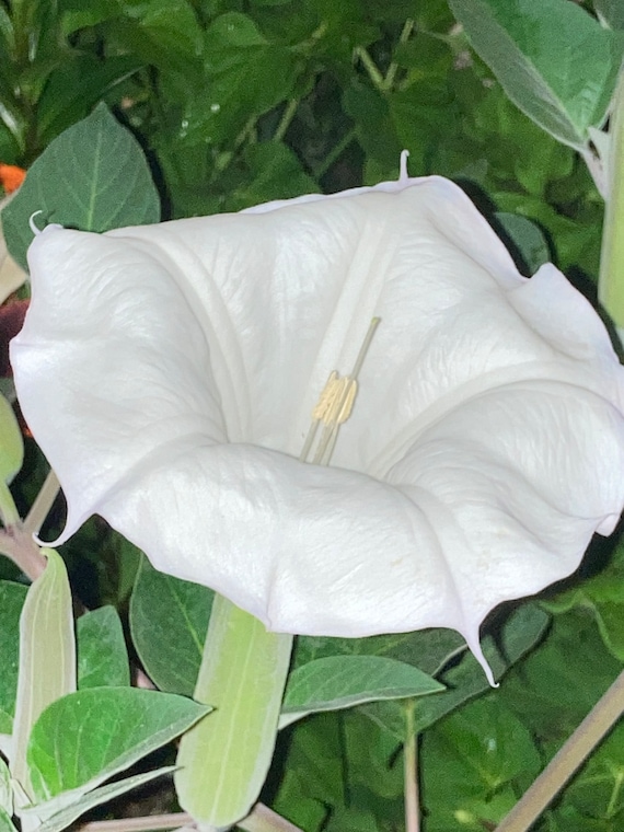 White Moonflower ( Datura Wrightii 20 Seeds )