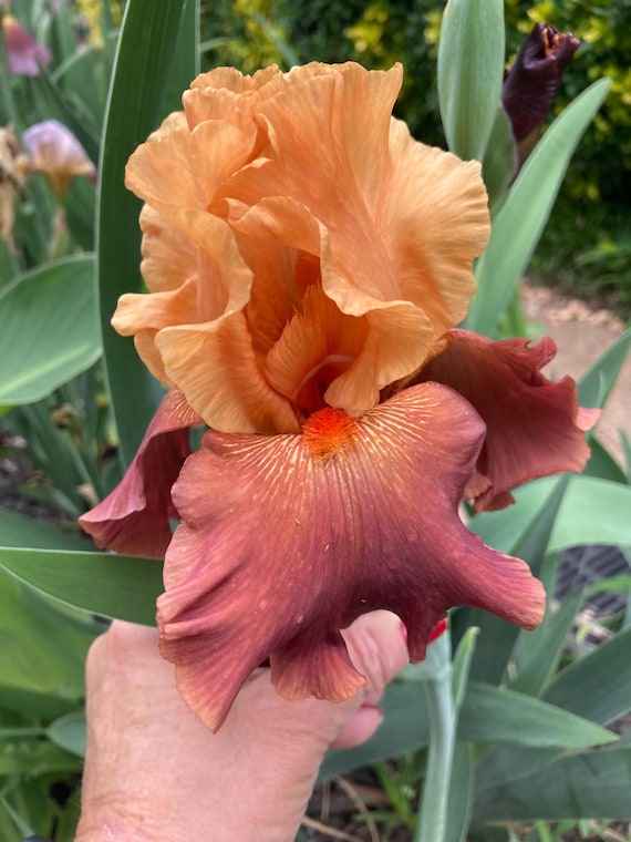 Tall Bearded Iris “ Lovely Senorita “ Pre Sale