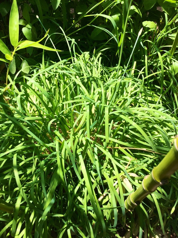 Chinese Garlic Chive Plant